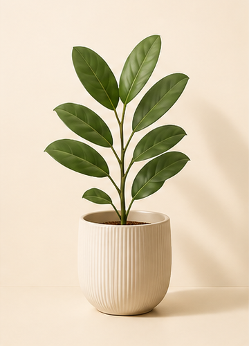 Plante de Interior